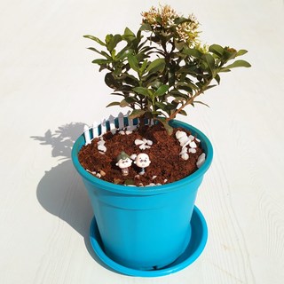 Show gratitude to grandparents - Miniature Garden
