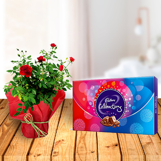 Rose Plant and Celebration Chocolates