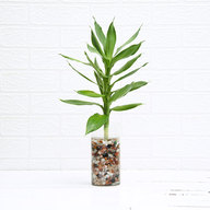 Lotus Lucky Bamboo Plant in Vase