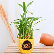 2 Layer Lucky Bamboo for Super Sister