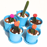 Fortune teller cactus plants pack