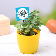 Say thank you with Peperomia