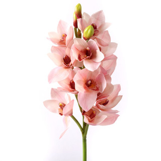 Pink Orchid Bunch