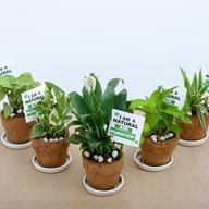 Indoor Air Purifying Plants in Eco friendly Coir Pot - Gift Pack