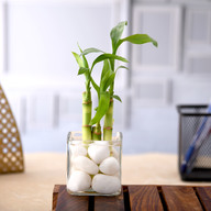 3 Lucky Bamboo Stalks (A Symbol of Happiness)