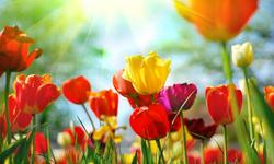 What flowers are better to give as a gift to a young girl? What flowers are better to give as a gift to a young girl?