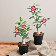 Bonsai Looking Grafted Adenium Plants