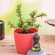 Spread Luck with Jade plant and Buddha