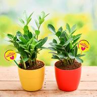 Pack of 2 ZZ Plants for our Generous Friendship