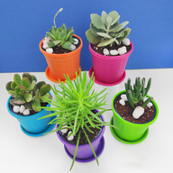 Summer Succulent Plants Pack
