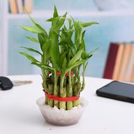 2 Layer Lucky Bamboo Plant in a Bowl with Pebbles