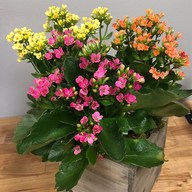 Kalanchoe (Any Color) - Plant