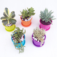 Cute Succulents