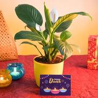 Happy Diwali with Peace lily and Greeting Card