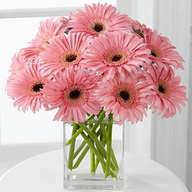 Pink Gerbera Vase