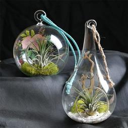 Combo of 2 Air Plants with Mesmerizing Elements