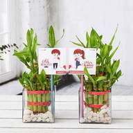 Celebrate Anniversary with 2 Layer Lucky Bamboo Plants