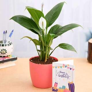Birthday Wishes with Peace Lily Plant