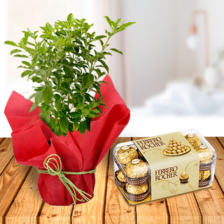 Tulsi Plant and Ferrero Chocolates