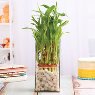 3 Layer Lucky Bamboo in Vase