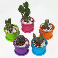 Desert Warrior Cacti
