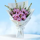 Orchids - Flowers