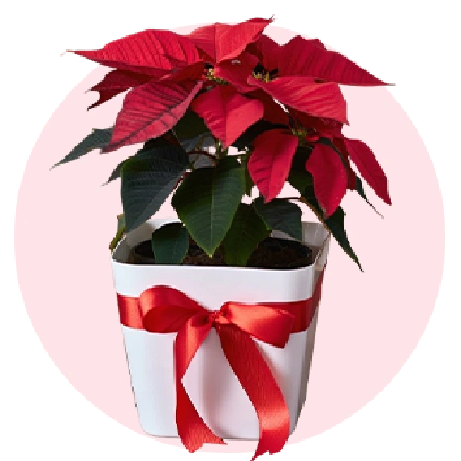 Banner Flowers
