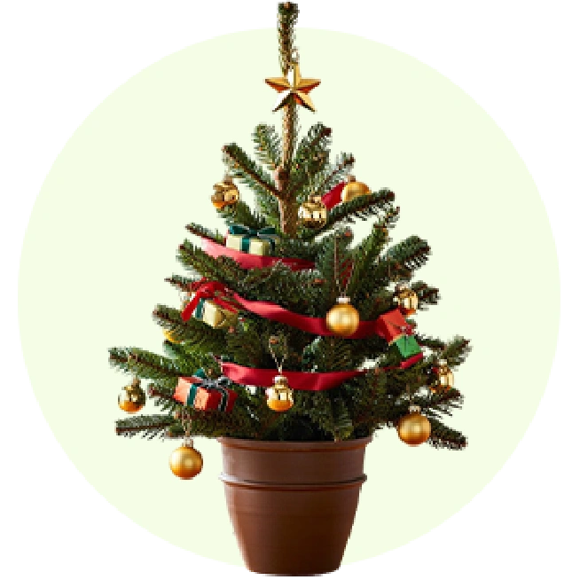Banner Plant