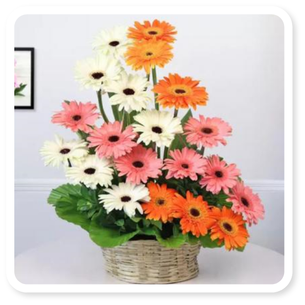 Basket of Mixed Gerberas