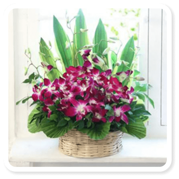 Lovely Orchids Basket