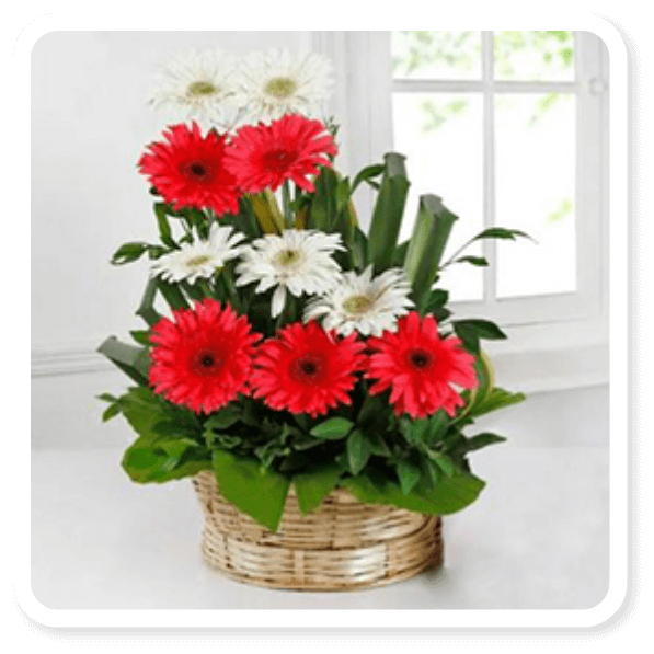 Pink & White Gerbera Basket