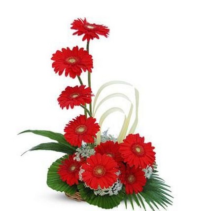 Gerbera Arrangement 12 Flowers