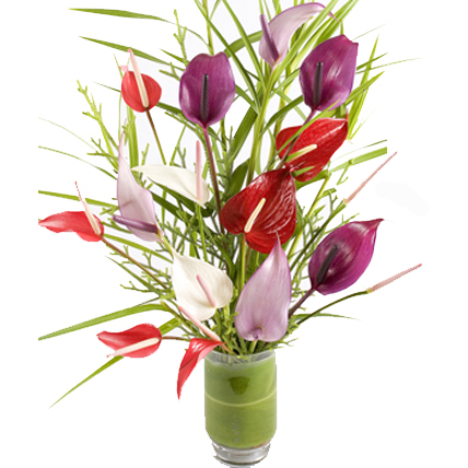 Mixed Anthurium in Vase