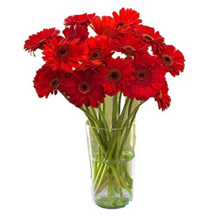 Red Gerbera Vase