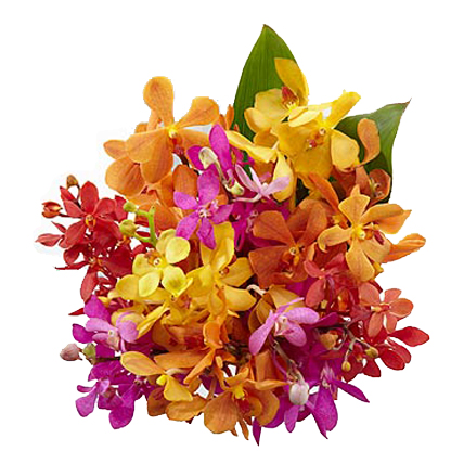 Mixed Orchids Stems