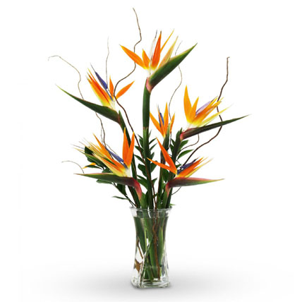 Bird of Paradise Vase