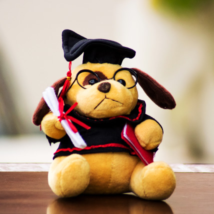 Scholar Teddy