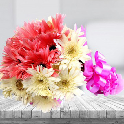 Twin Color Gerbera Fantasy