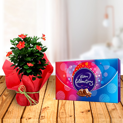 Hibiscus Plant and Celebration Chocolates