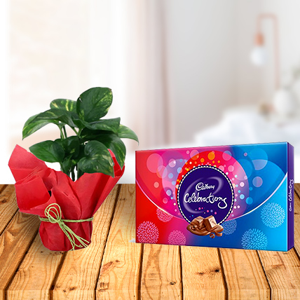 Money Plant and Celebration Chocolates