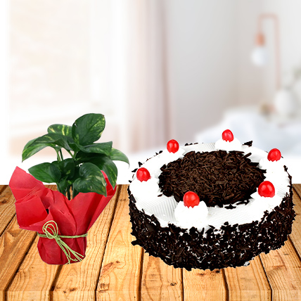 Money Plant and Cake