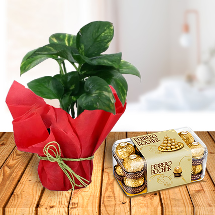 Money Plant and Ferrero Chocolates