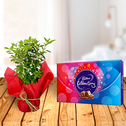 Tulsi Plant and Celebration Chocolates