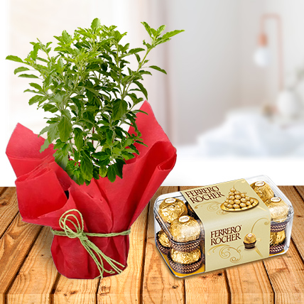 Tulsi Plant and Ferrero Chocolates