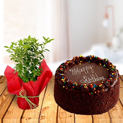 Tulsi Plant and Chocolate Cake