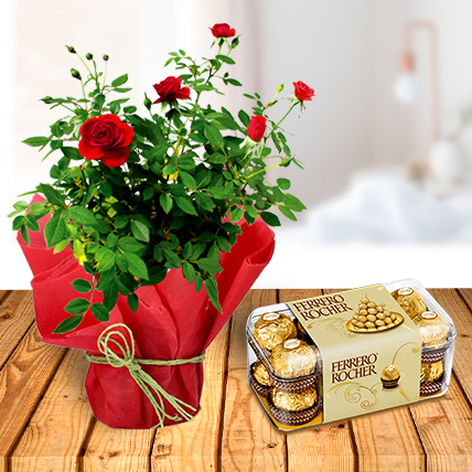 Rose Plant and Ferrero Chocolates