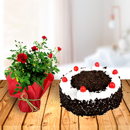 Rose Plant and Black Forest Cake