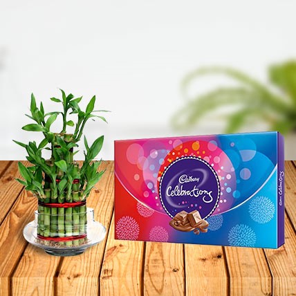 Lucky Bamboo with Cadbury Celebration