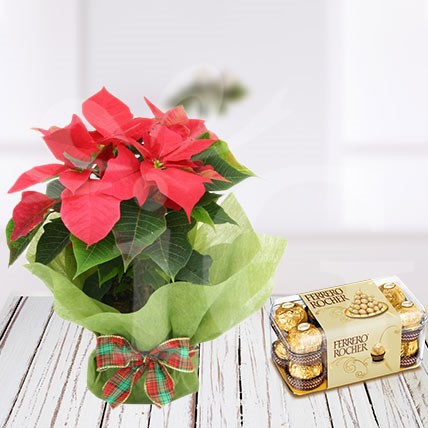 Poinsettia Plant with Ferrero Rocher Chocolate