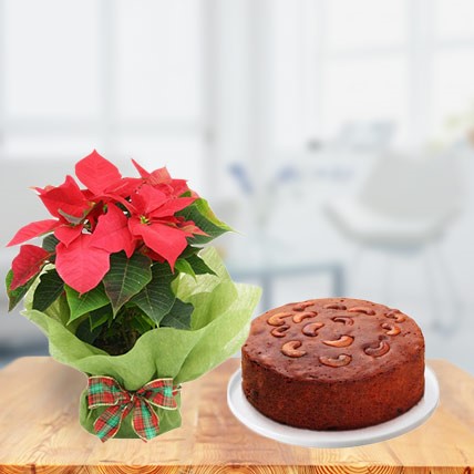 Plum Cake with Poinsettia Plant 